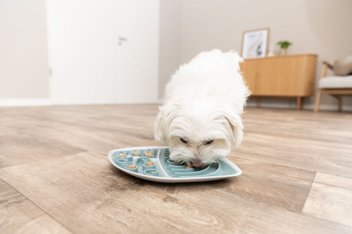 Weißer Hund frisst aus einem blauen Futternapf auf Holzfußboden in modernem Wohnzimmer.