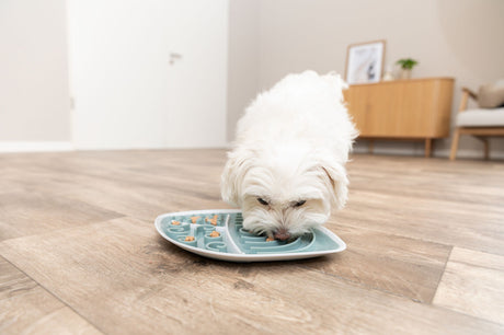 Weißer Hund frisst aus einem blauen Futternapf auf Holzfußboden in modernem Wohnzimmer.