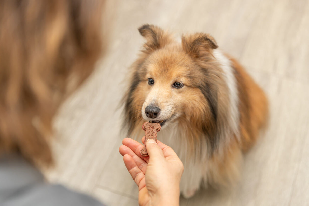 Ein Hund mit braunem Fell nimmt ein knochenförmiges Leckerli aus einer Hand.