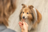 Ein Hund mit braunem Fell nimmt ein knochenförmiges Leckerli aus einer Hand.