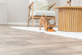 Ein kleiner Hund spielt mit einem orangefarbenen Spielzeug auf einem weißen Teppich neben einem Holztisch und einem Sessel.