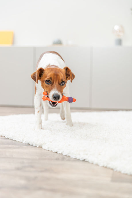 Ein Hund steht auf einem weißen Teppich und hält ein orange-lilanes Spielzeug im Maul in einem hellen Raum.