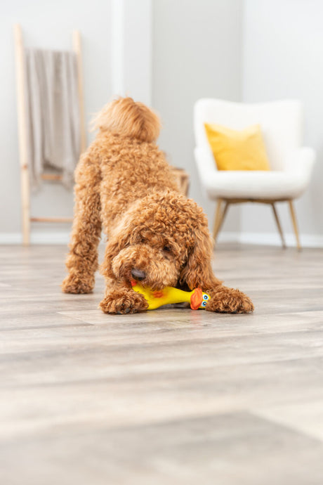 Ein brauner, lockiger Hund spielt auf einem Holzboden mit einem gelben Spielzeug, im Hintergrund ein weißer Stuhl.