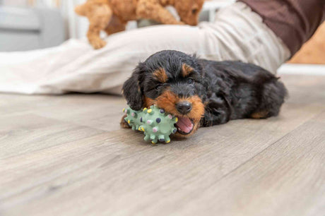 Ein kleiner schwarz-brauner Hund spielt mit einem grünen, stacheligen Spielzeug auf einem Holzboden.