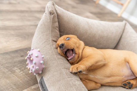 Ein kleiner Hund liegt in einem beigen Hundebett und schaut auf ein lila Spielzeug mit Noppen auf dem Holzboden.