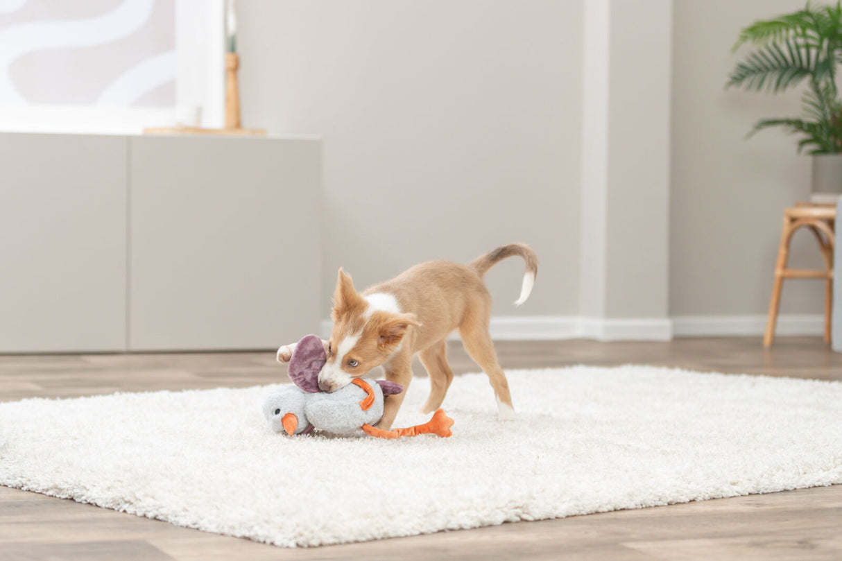 Ein kleiner Hund spielt mit einem Spielzeug auf einem weißen Teppich im Wohnzimmer.