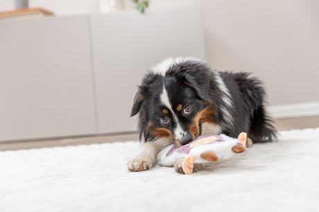 Ein Hund mit dreifarbigem Fell spielt mit einem Plüschspielzeug auf einem Teppich.
