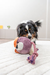 Ein kleiner Hund spielt auf einem weißen Teppich mit einem bunten Plüschspielzeug.