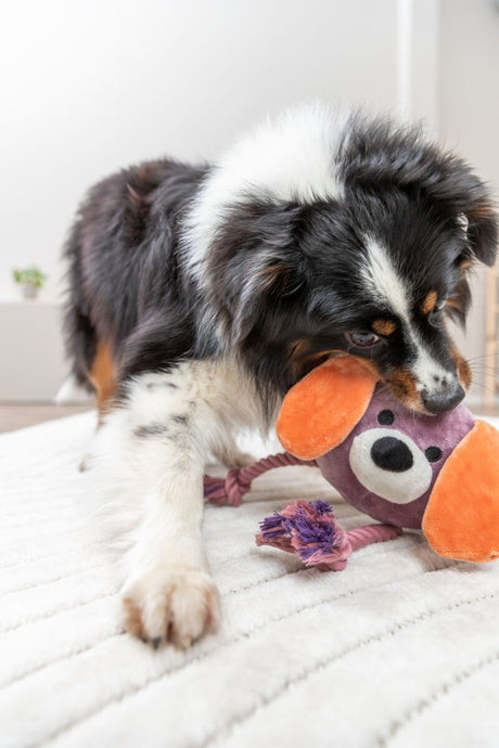 Hund mit schwarz-weißem Fell spielt mit buntem Plüschspielzeug auf hellem Teppich.