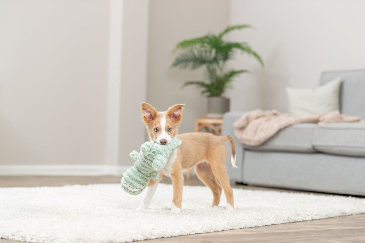 Ein kleiner Hund mit Spielzeug im Maul steht auf einem Teppich in einem Wohnzimmer.