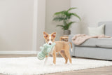 Ein kleiner Hund mit Spielzeug im Maul steht auf einem Teppich in einem Wohnzimmer.