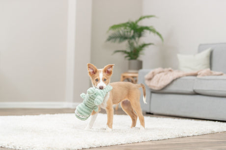 Ein kleiner Hund mit Spielzeug im Maul steht auf einem Teppich in einem Wohnzimmer.