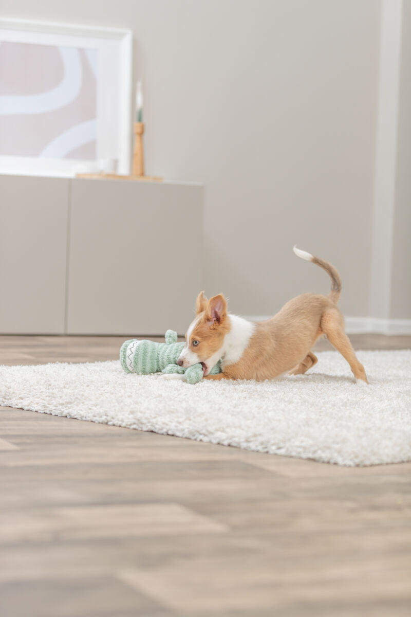 Kleiner Hund spielt auf einem weißen Teppich mit grünem Spielzeug in einem Wohnzimmer.