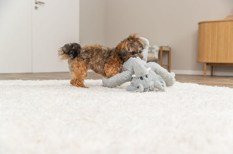 Ein kleiner Hund mit lockigem Fell spielt auf einem weißen Teppich mit einem großen grauen Plüschspielzeug in Form eines Tiers.
