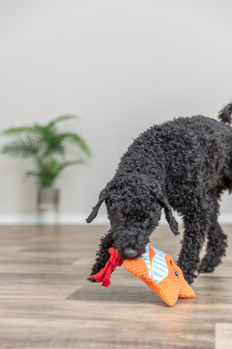 Lockiger schwarzer Hund trägt ein orangefarbenes Spielzeug in einem hellen Raum.