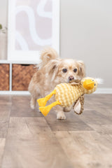 Ein kleiner Hund trägt ein gelbes Plüschspielzeug in einem Raum mit Holzboden.