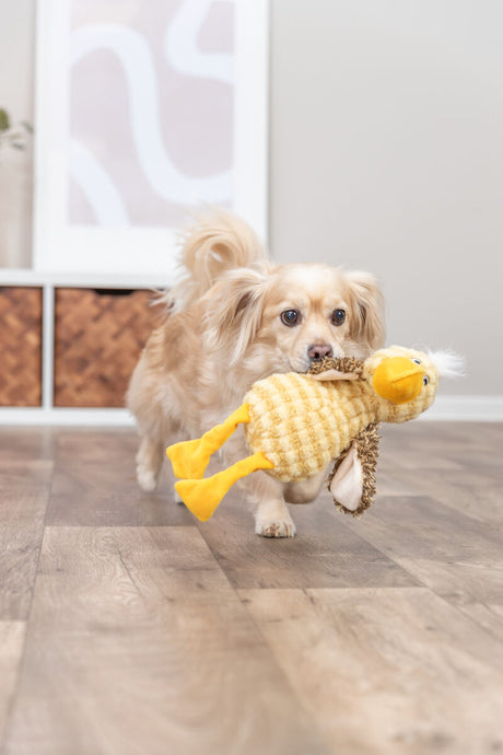 Ein kleiner Hund trägt ein gelbes Plüschspielzeug in einem Raum mit Holzboden.