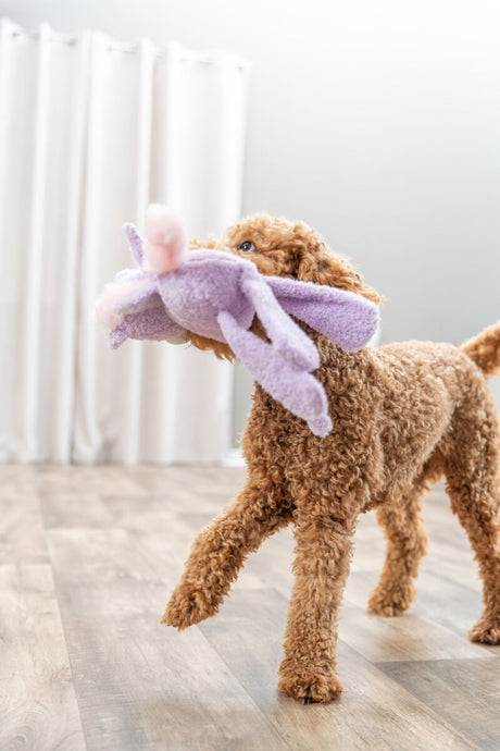 Lockiger Hund trägt lila Plüschspielzeug in einem Raum mit Holzfußboden.