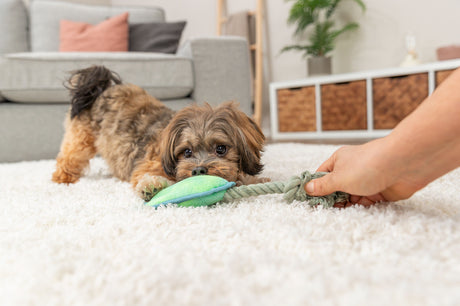 Ein kleiner Hund zieht an einem grünen Spielzeugseil, das von einer Hand gehalten wird, auf einem weißen Teppich.