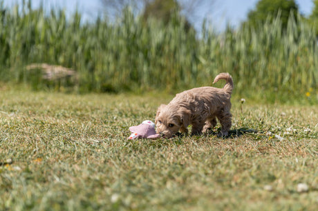 Ein kleiner, brauner Welpe spielt auf einer Wiese mit einem rosa Stofftier im Vordergrund; im Hintergrund grüne Vegetation.