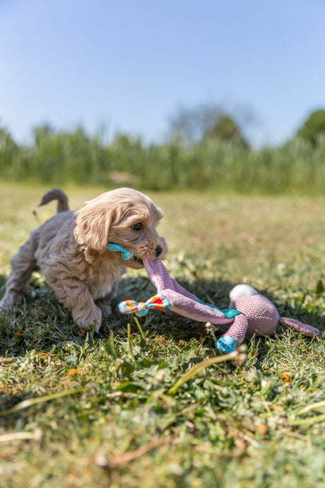 Ein kleiner Hund mit lockigem, beigem Fell spielt auf einer Wiese mit einem bunten Stoffspielzeug unter blauem Himmel.