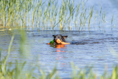 Ein Hund schwimmt im Wasser und hält ein orangefarbenes Spielzeug im Maul, umgeben von Wasserpflanzen.