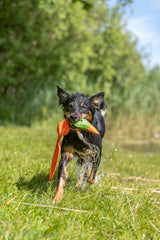 Nasser Hund mit orange-grünem Spielzeug im Maul läuft durch nasses Gras, Hintergrund mit Bäumen und Himmel.
