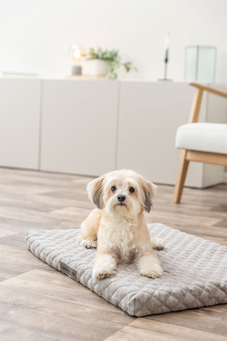Ein kleiner Hund liegt auf einem grauen, gesteppten Hundekissen auf einem Holzboden in einer modernen Wohnung.