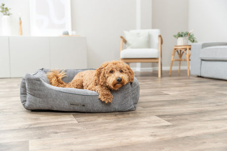 Kleiner Hund liegt in einem grauen Hundebett auf Holzboden in einem modernen Wohnzimmer.