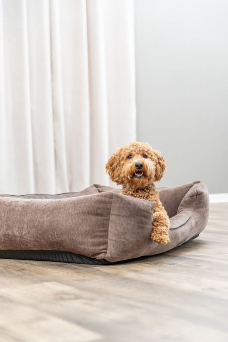 Ein lockiger Hund sitzt in einem braunen Hundebett auf einem Holzboden.