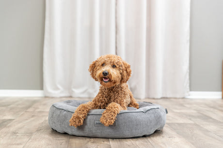 Kleiner brauner Hund liegt auf einem grauen Hundebett auf Holzboden vor weißen Vorhängen.