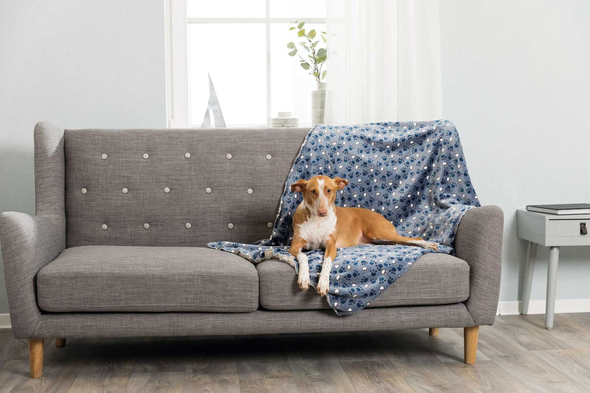 Ein Hund liegt auf einem grauen Sofa mit blau gemustertem Überwurf vor einem Fenster.