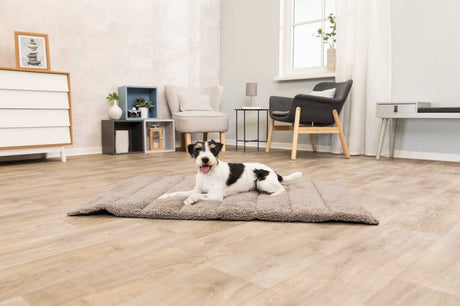 Ein kleiner Hund liegt auf einem beigen Hundebett in einem modern eingerichteten Wohnzimmer.