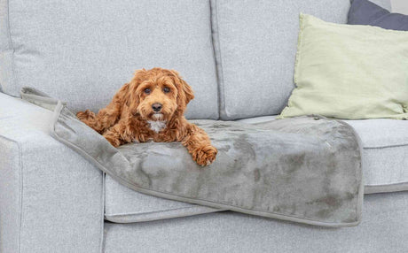 Ein kleiner brauner Hund liegt auf einer grauen Decke auf einem hellgrauen Sofa.