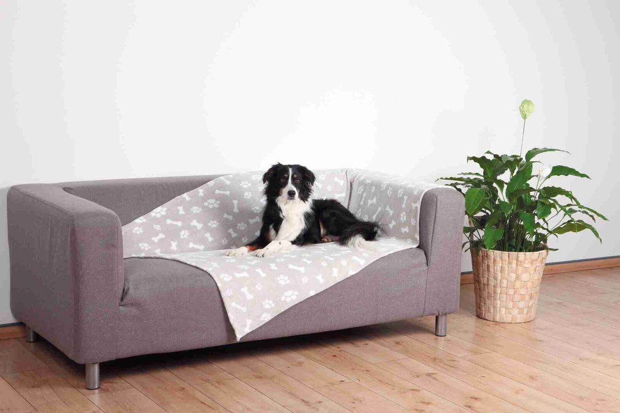 Hund liegt auf grauem Sofa mit gemusterter Decke neben einer Pflanze im Korb.