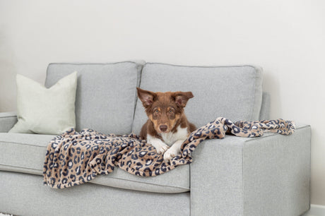 Ein Hund liegt auf einer grauen Couch mit einer Decke im Leopardenmuster.