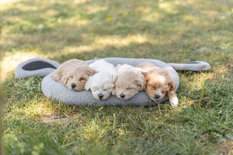 Vier schlafende Welpen liegen nebeneinander auf einem grauen Hundebett im Gras.