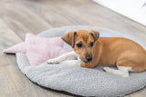 Ein kleiner brauner Hund liegt auf einem grauen, runden Kissen mit einem rosa Stern darauf auf einem Holzboden.