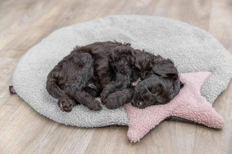 Schwarzer Hundewelpe schläft auf einer grauen, runden Matte mit einem rosa Stern auf hellem Holzboden.