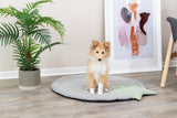 Ein Hund sitzt auf einer grauen runden Matte vor einem Pflanzenkübel und einem abstrakten Wandbild.