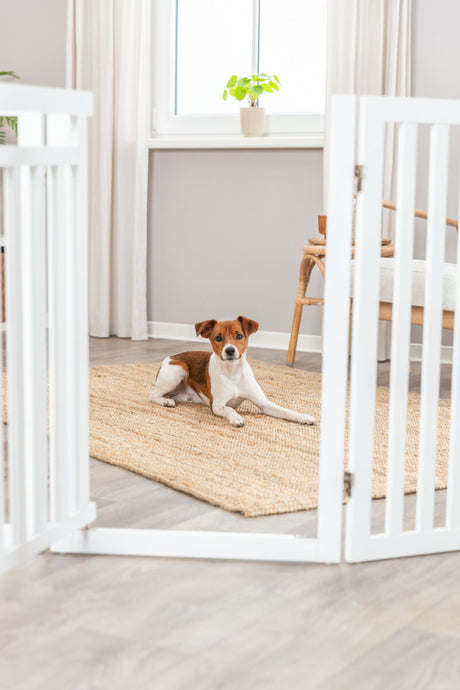Hund liegt auf einem beigefarbenen Teppich vor einem Babygitter in einem hellen Wohnzimmer mit Fenster und Pflanzen.