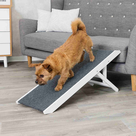 Ein kleiner Hund geht eine graue Rampe hinunter, die an ein graues Sofa in einem Wohnzimmer grenzt.