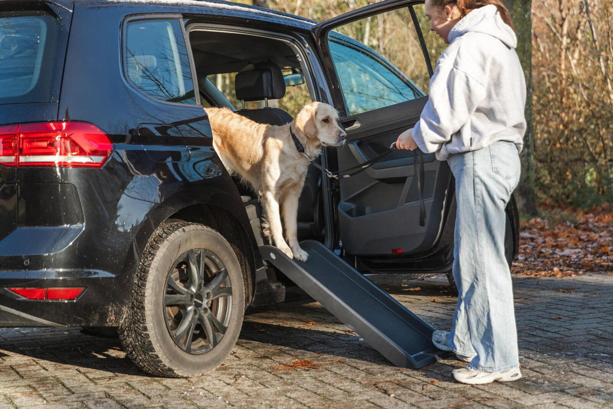 Ein Hund steigt mithilfe einer Rampe in ein Auto, daneben steht eine Person.