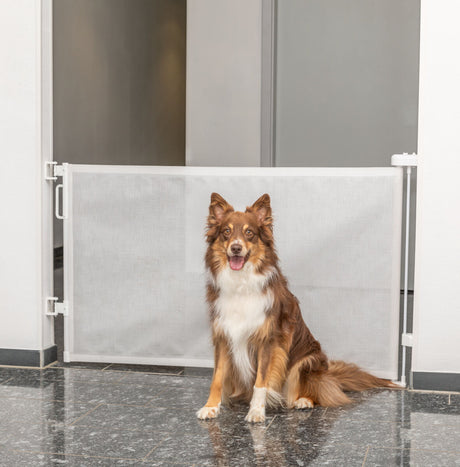 Braun-weißer Hund sitzt vor einem weißen Türschutzgitter in einem Innenraum auf glänzendem Steinboden.