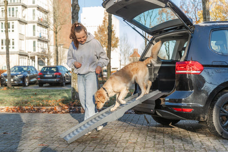 Hund geht über Rampe in geöffneten Kofferraum eines Autos neben einer Person.