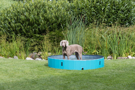 Ein grauer Hund steht in einem blauen, runden Hundepool auf einer grünen Wiese vor einer dichten Hecke.