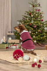Ein Hund in roter Jacke sitzt vor einem geschmückten Weihnachtsbaum auf einem Teppich.