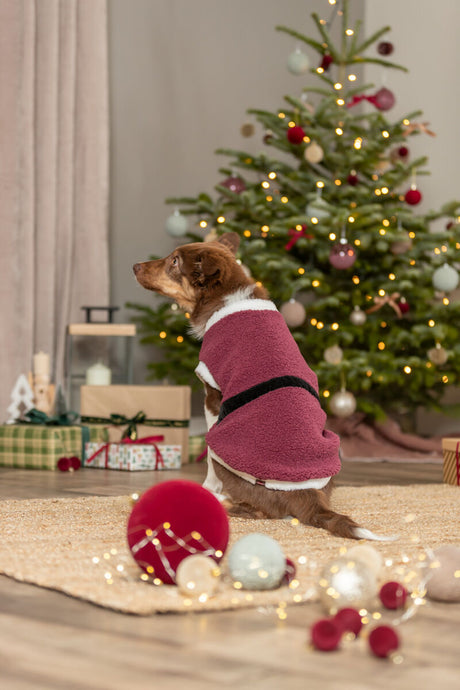 Ein Hund in roter Jacke sitzt vor einem geschmückten Weihnachtsbaum auf einem Teppich.