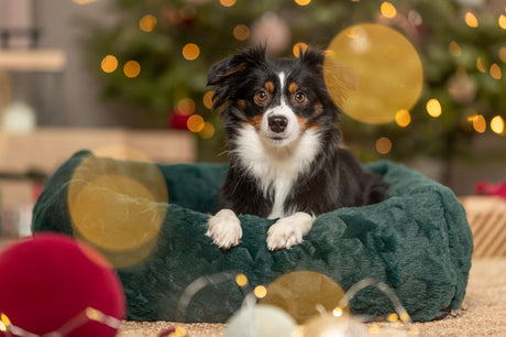 Ein schwarz-weißer Hund liegt in einem dunkelgrünen Hundebett vor einem dekorierten Baum.