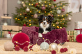 Ein Hund sitzt in einem roten Bett vor einem geschmückten Weihnachtsbaum.
